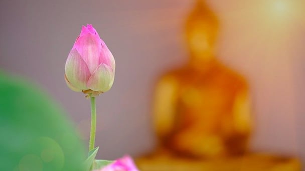 Chỉ đọc tụng mà mong giải thoát, an lành, thì chưa đủ…