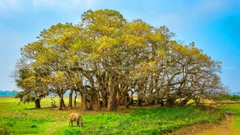 Làng Chương Xá – Vùng đất hội tụ linh khí và cội nguồn tâm linh xứ Đất Tổ