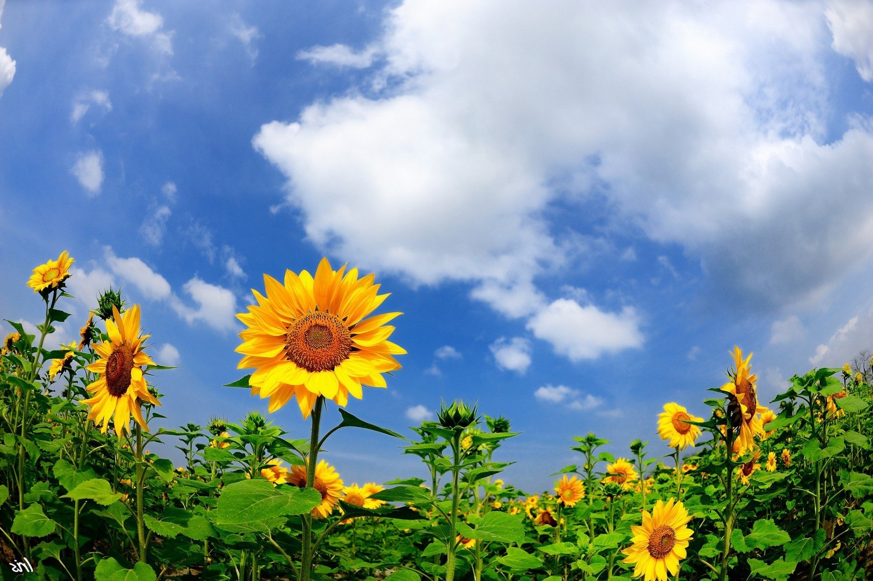 Sunny flowers