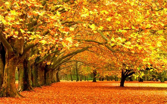 Autumn2
