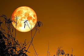 Images (11)
