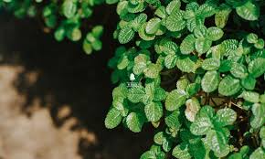 Images (12)