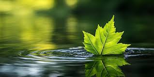 Images (13)