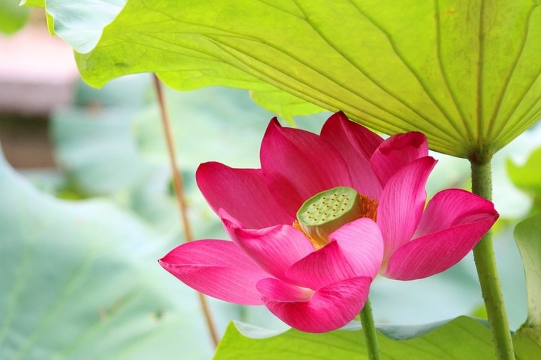 Lotus