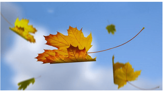 Nhung chiec la thom tho