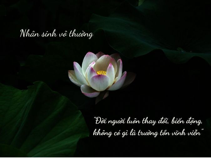 Vo thuong la gi voh 3