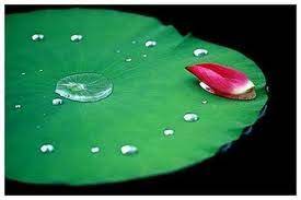 Images (2)