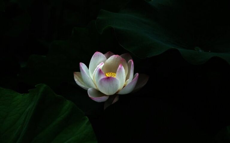 2618 chuaadida full vo thuong va chan thuong 1826