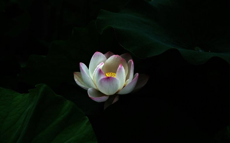 2618 chuaadida full vo thuong va chan thuong 1826