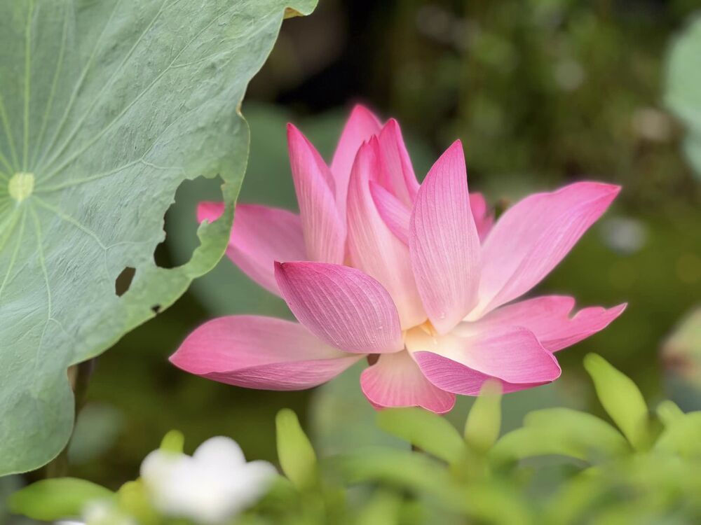 460365314 491755993673877 3037409783881759472 n 2026