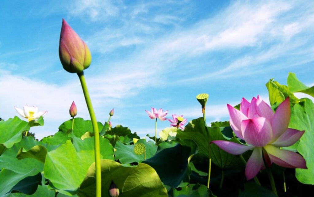 Fe156ffabe7f9d26bf6c9ce145ec6a3659fb98296b