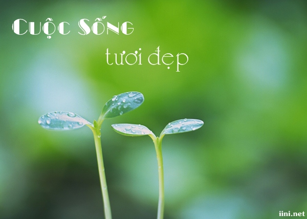 Tho hay ve cuoc song tuoi dep y nghia