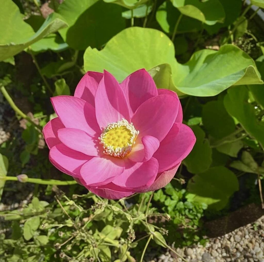 598824723 1351401889785598 9136180839704941517 n