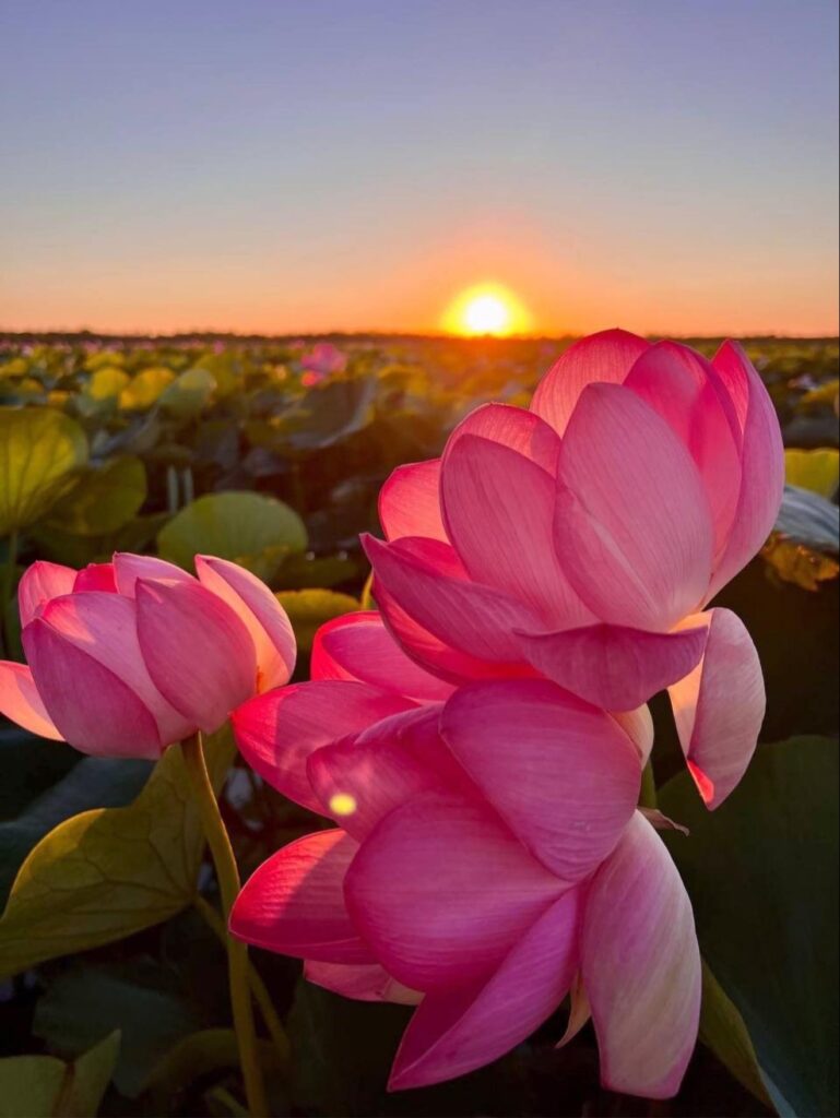 604757148 1364862708439516 8536335016512610257 n