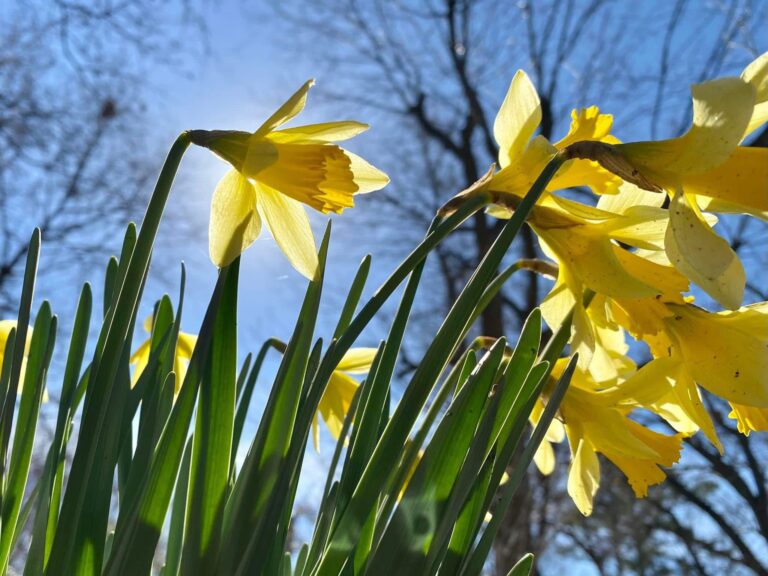 605647001 1363462511912869 3986788886887259490 n