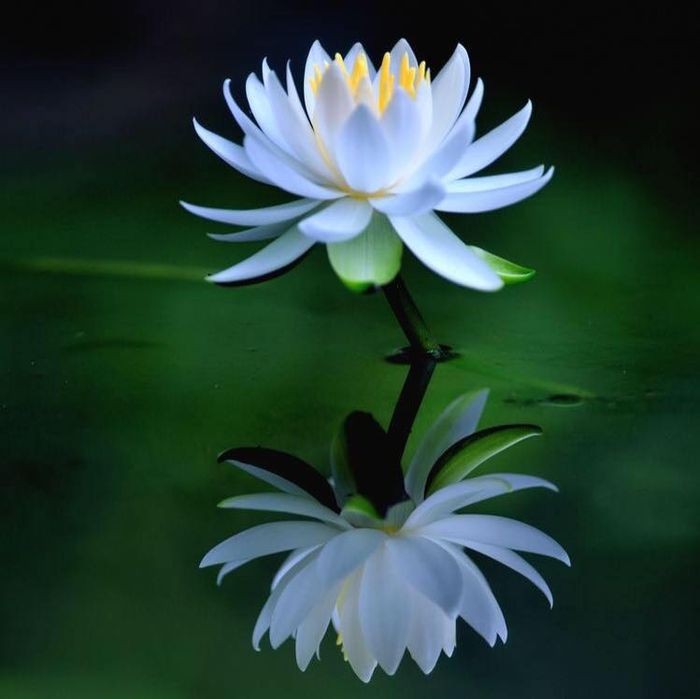 Anh hoa sen trang tam tinh lang