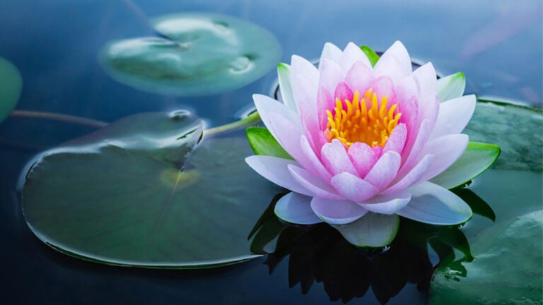 Hinh nen hoa sen mang den nhieu y nghia