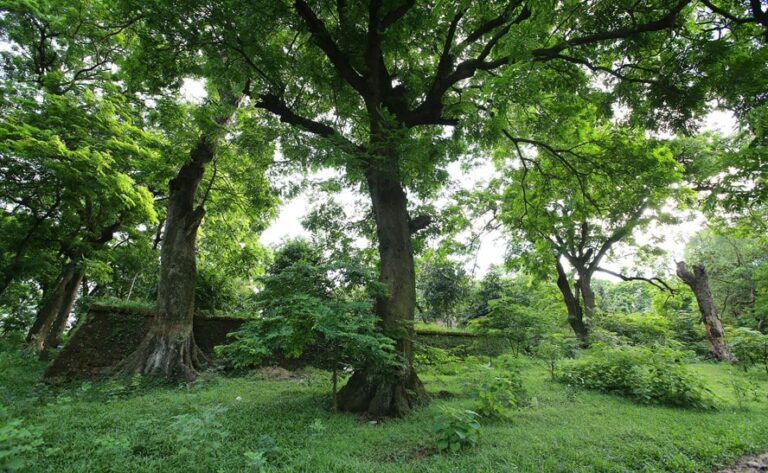 Nhipsonghanoi.hanoimoi.com.vn uploads images tuandiep 2021 07 03 2 rung lim xanh den va