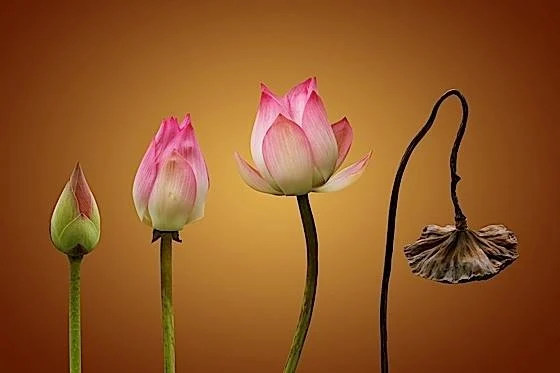 13000149 1138890736143620 802998880842193211 n 1