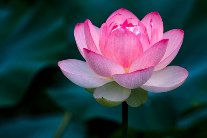 14 ecolotus sen trong van hoa nguoi vn 294504ba0d4a44ea96f843b7b67f3041