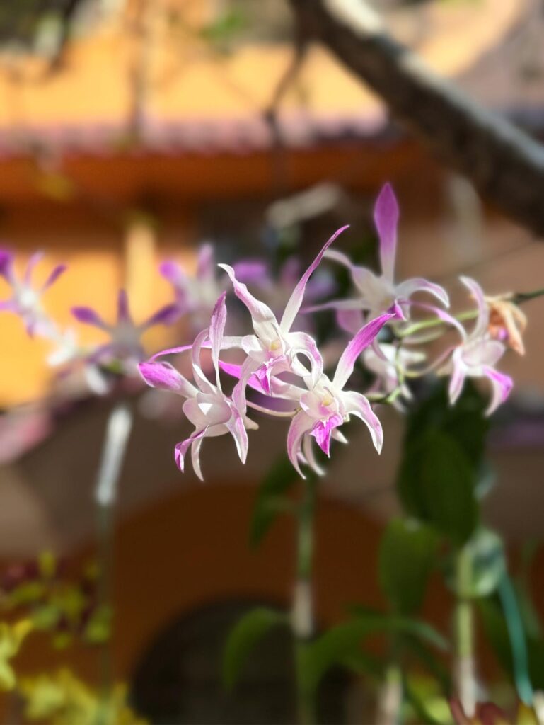 605575117 1367395041519616 8911463055600941840 n