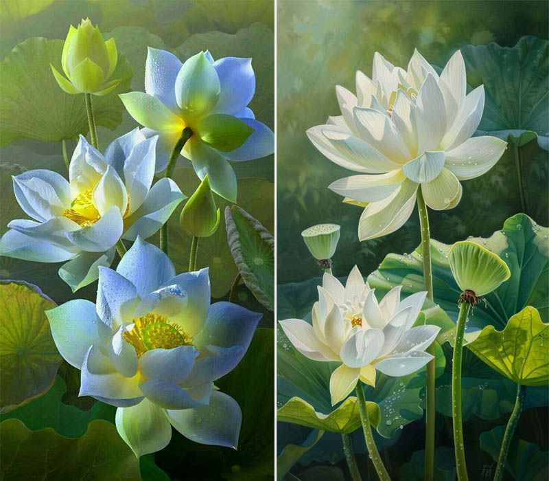 Hinh nen hoa sen trang tuong trung cho su thuan khiet