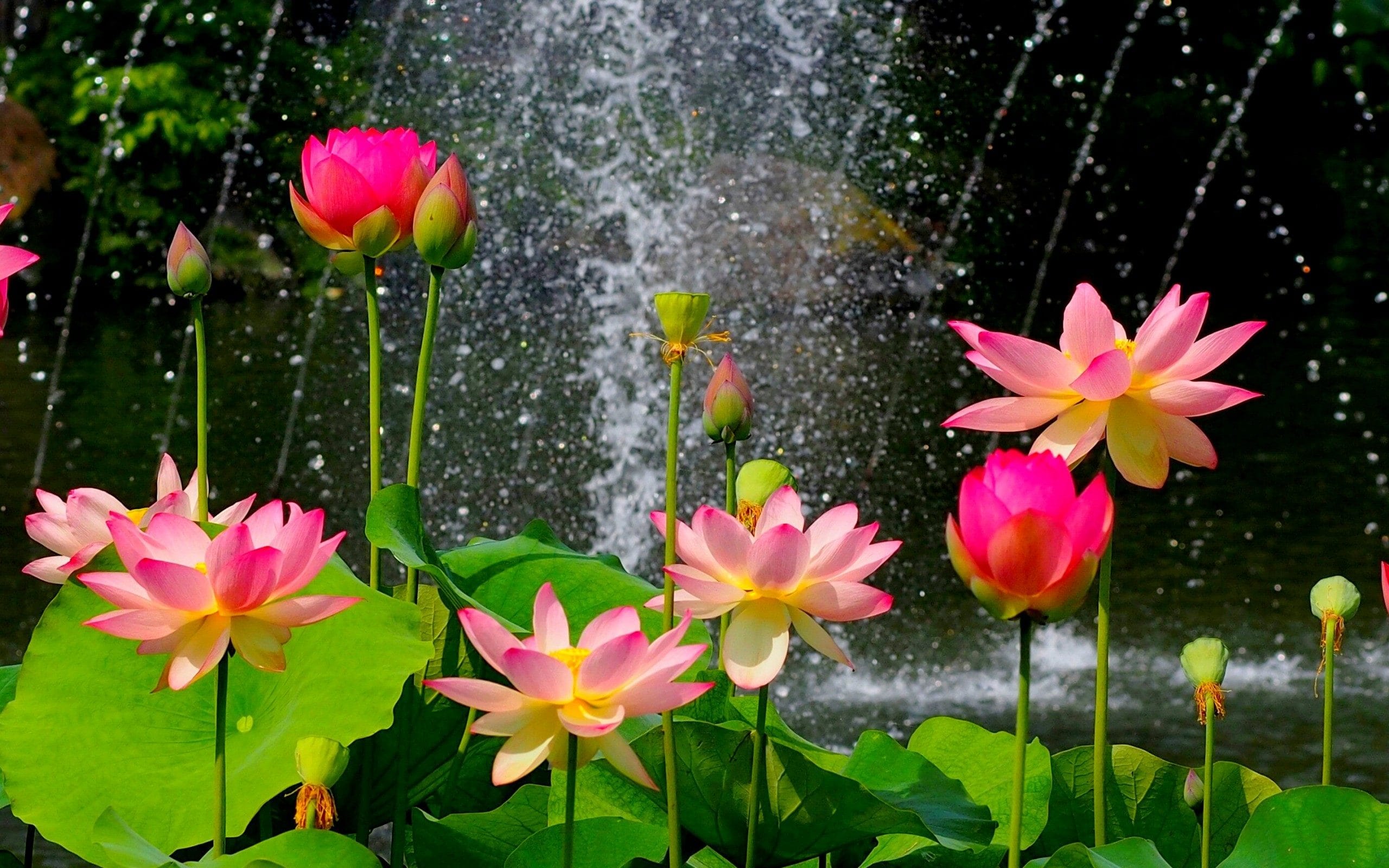 Loai hoa quen thuoc voi nguoi dan Viet Nam