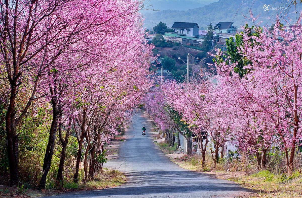 An tuong cung duong rop bong mai anh dao da lat tren doc da quy 1