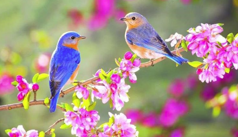 Tapchinghiencuuphathoc tiet lap xuan khoi sinh cua dat troi va mua xaun tong tam thuc phat giao