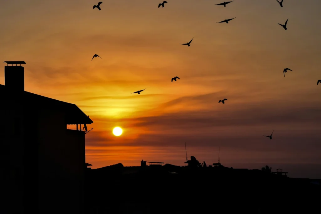 Pexels m uzumyemez 2154685426