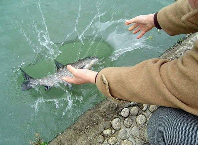 Phong sinh dung cach