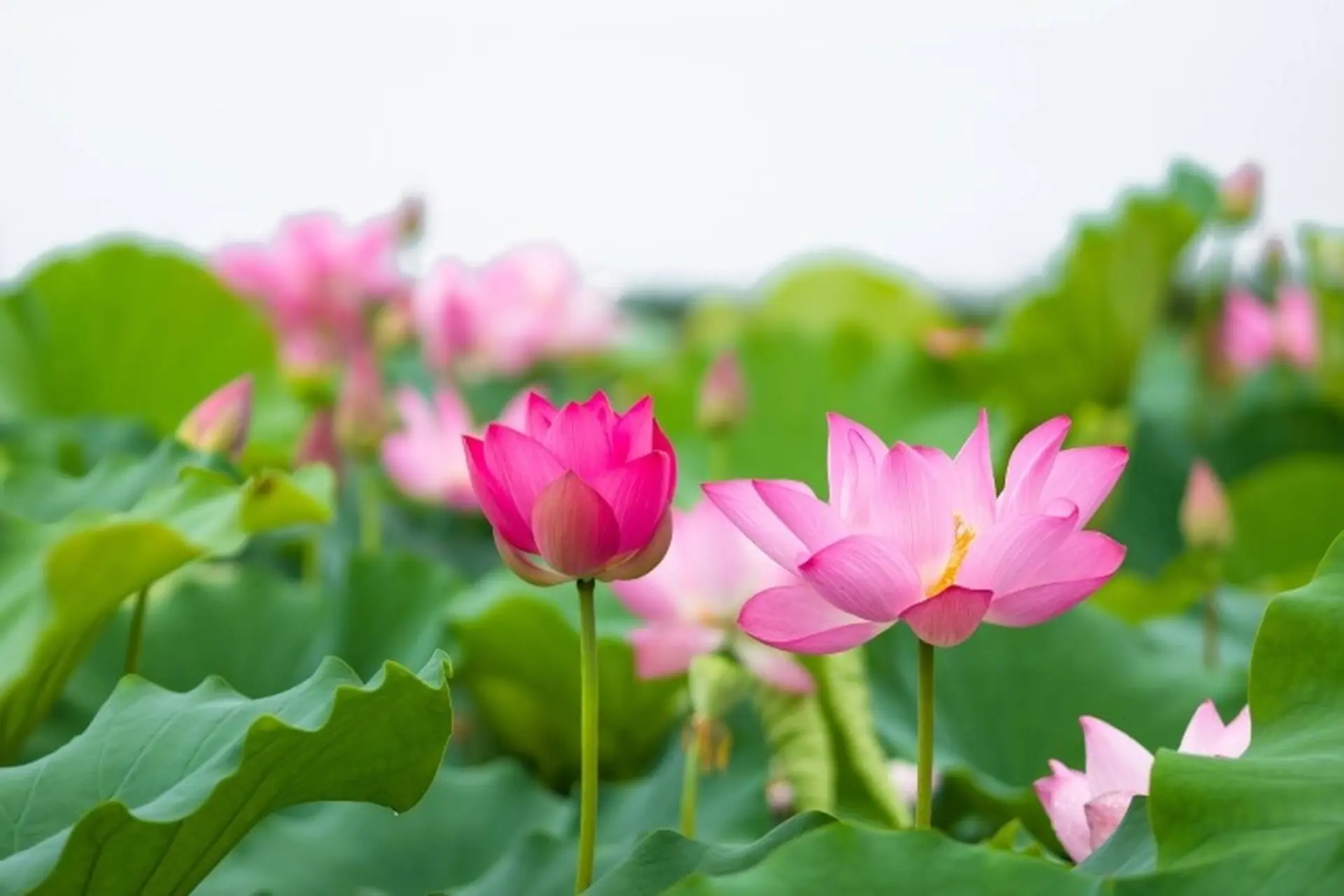2024 1 3 638398372645747982 hinh nen hoa sen