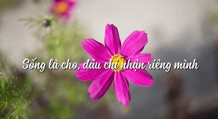 Bai van nghi luan ve cau song la cho dau chi nhan rieng minh so 8
