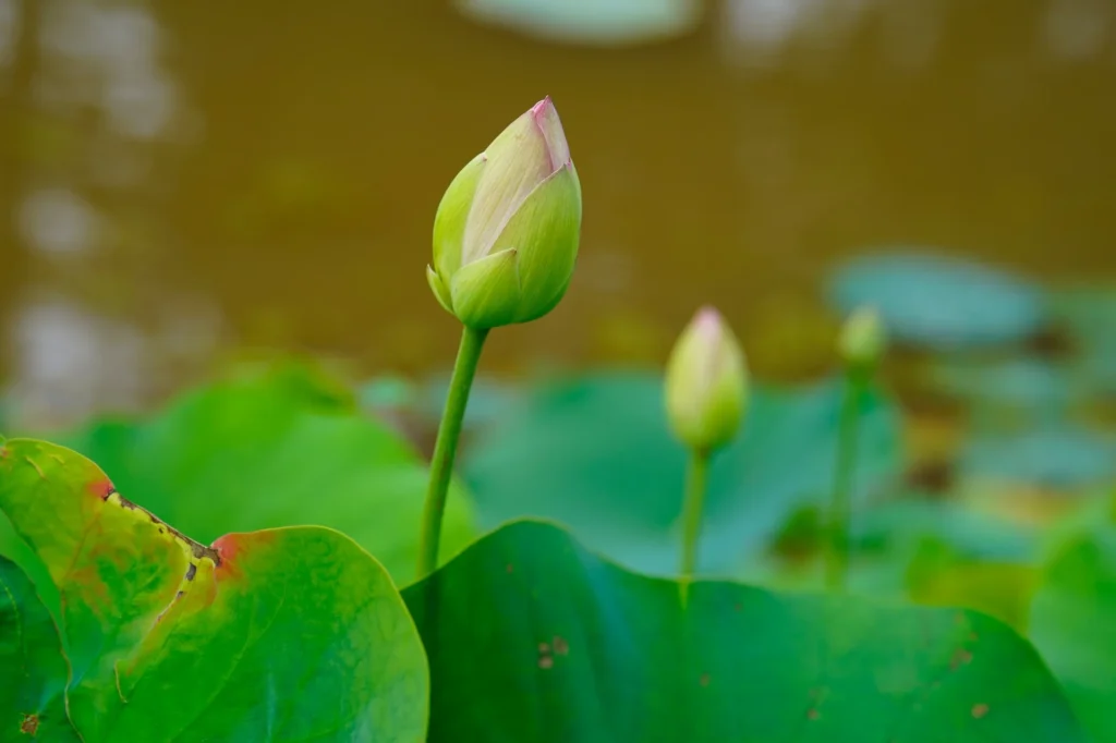 Hanh phuc