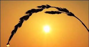 Images (1)