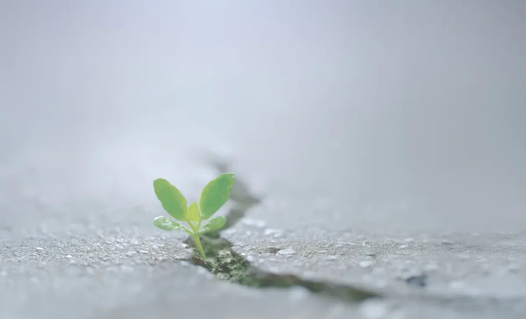 Understanding grief and how we heal