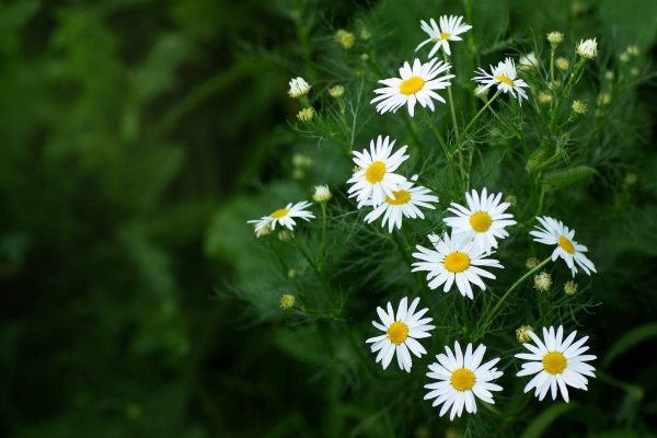 Daisy Flowers 600x400
