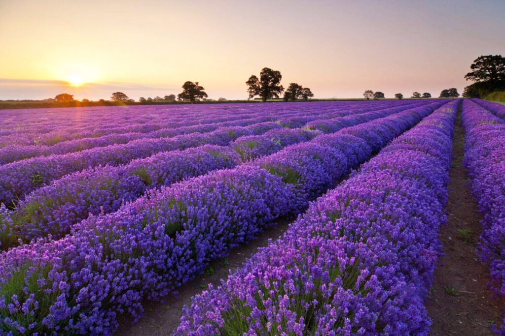 Cánh đồng hoa lavender hồ tuyền lâm