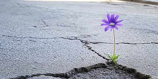 A purple flower growing through the cracked asphalt of an empty