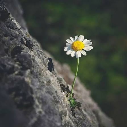 Images (1)