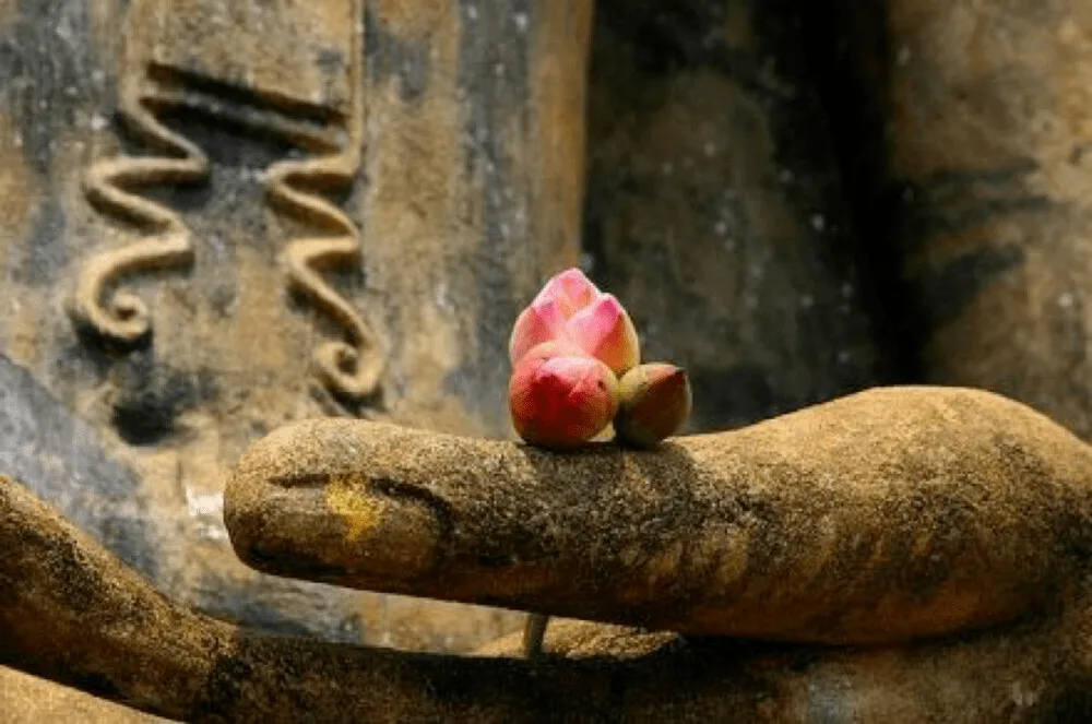 Thien chanh niem meditation zen hoa sen elle man